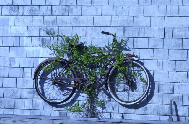 Bolinas Bicycle