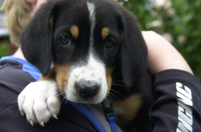 Little Miss UBI detail shot.