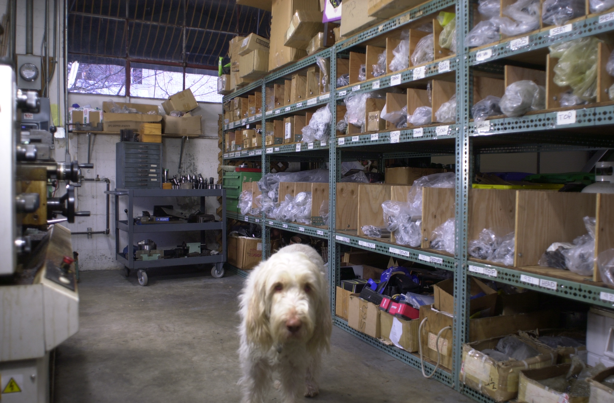 2 January, 2017.  Happy New Year.  Alba, our Spinone Italiano is perusing the Reynolds cycle tube inventory shelving expansion.  Now the 921 stainless tubing and the 853 heat treated air hardening tubing have their own pigeon holes and the 525,725, 631 and 531 share two rows of pigeon holes.  This should speed up order picking this year quite significantly.