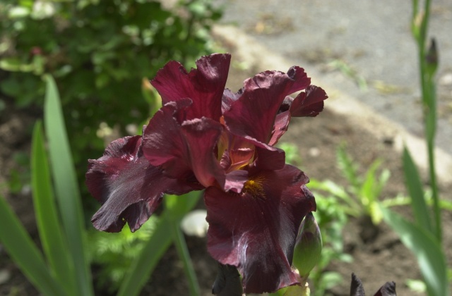 May 2020 a purple bearded iris in Kelley's garden.