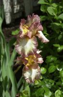 May 2020 another bearded iris in Kelley's garden.