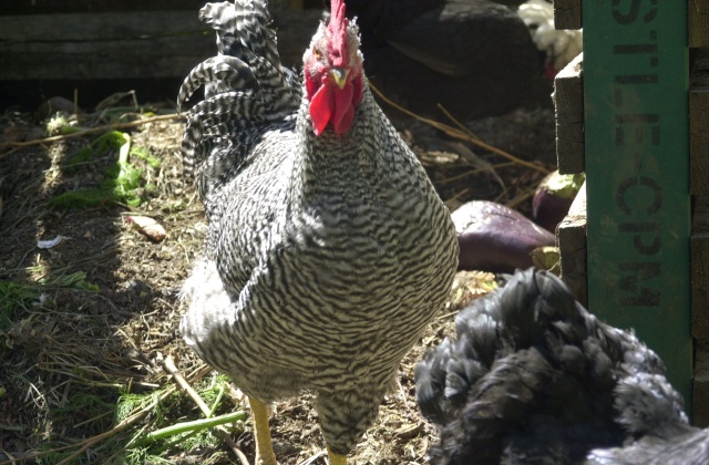 Chicken Ranch, 2008.  Meet Josephine/Napoleon.