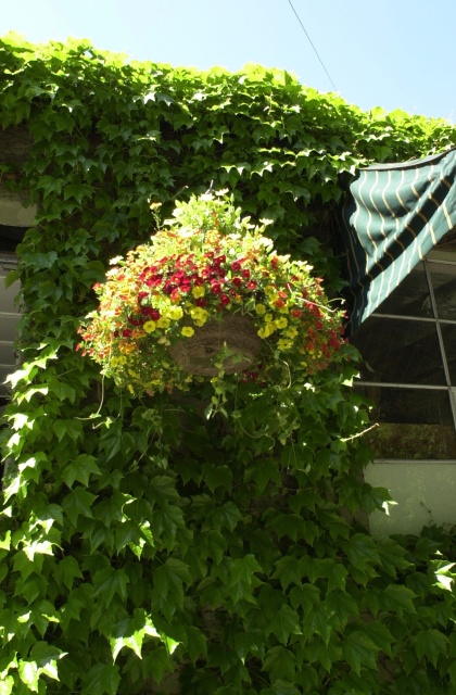 New as of May 2020 hanging basket from Bauman's Garden 25 miles south of Portland.  Beautiful but require daily watering with a water wand.