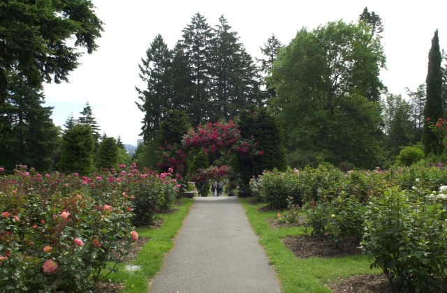 Washington Park Rose Garden, June, 2020