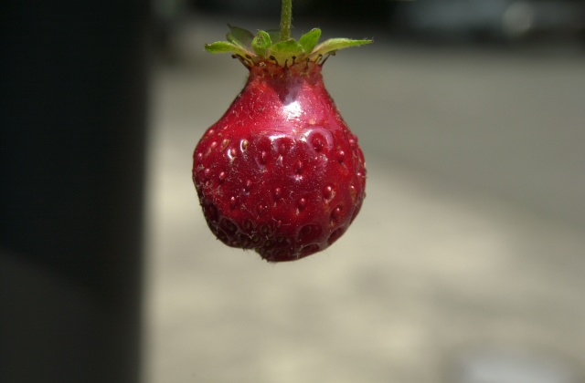 A fresh strawberry from Kelley's garden, Spring 2009.