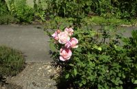 July 2017 roses do well in Kelley's garden.