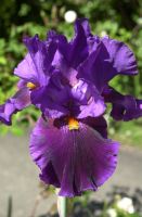 Kelley's garden grows beautiful Iris.  April, 2016.