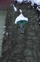 January 11th, 2017 snow day and the bird feeder has a snowy cap.