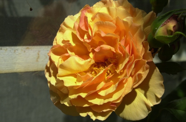 May 2020 orange rose.