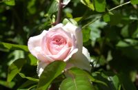 May 2020 pink rose.