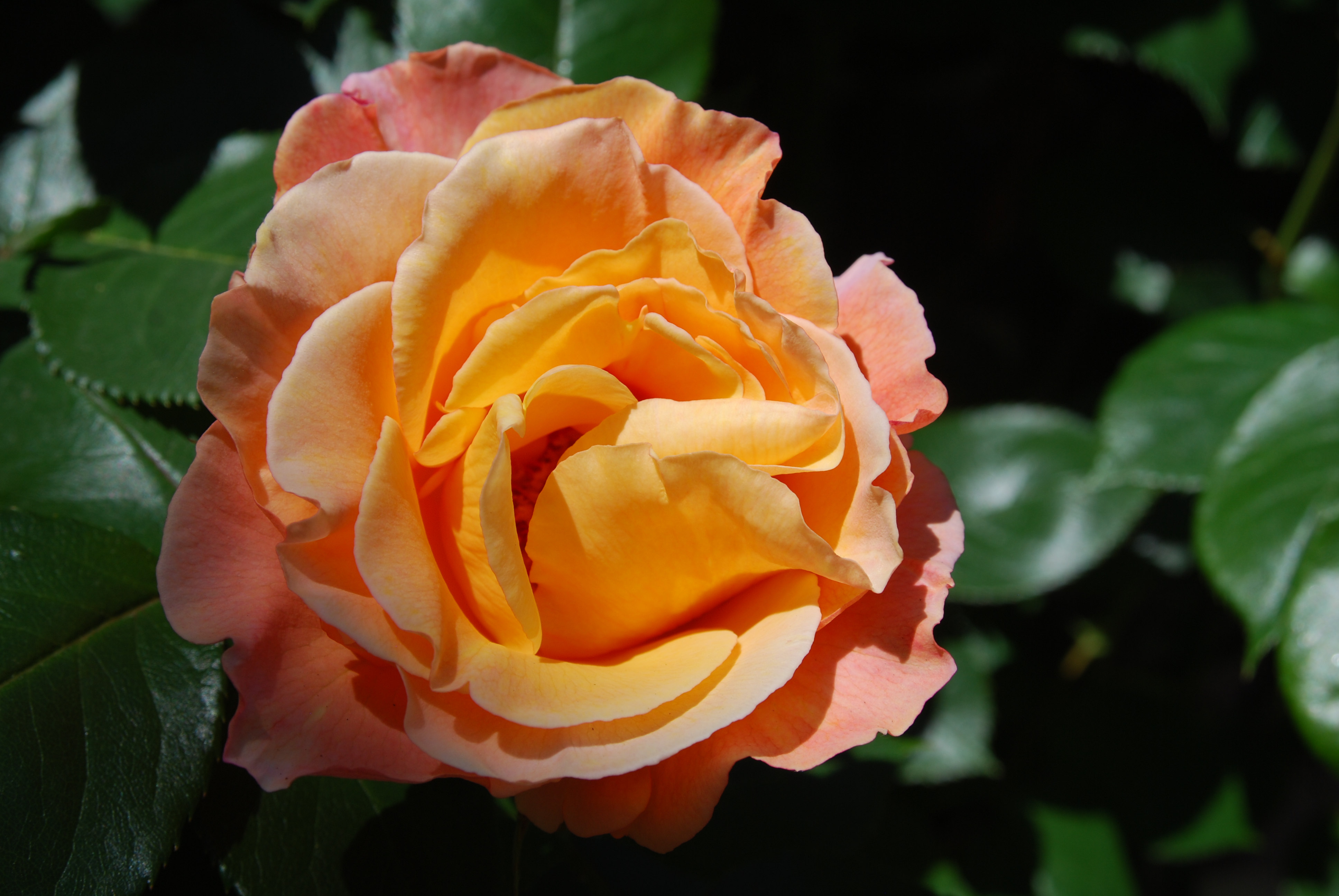 Orange rose, Kelley's "Hellstrip Garden" in Goose Hollow, Portland, Oregon May, 2021.