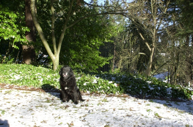 Strawberry Bicycle Production Manager, Ollie, taking advantage of the snow day, December, 2008.