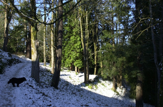 Washington Park MAC Trail, December, 2008.
