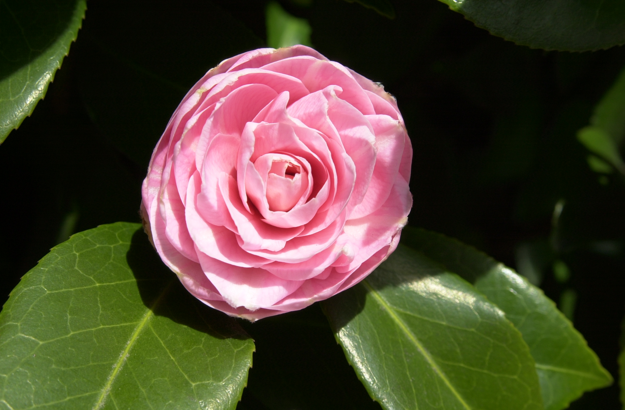 Washington Park Rose Garden, April, 2009.  Camellia bloom.