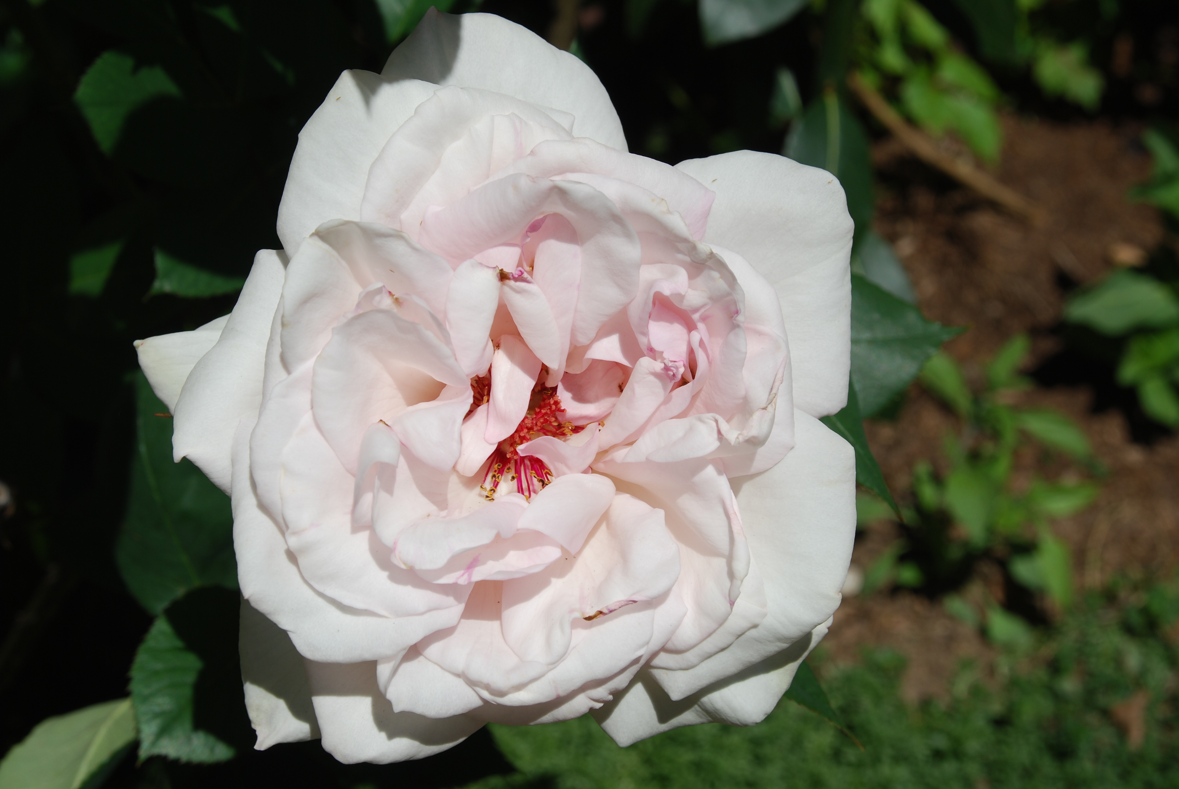 White rose, May,2021, Kelley's Garden.