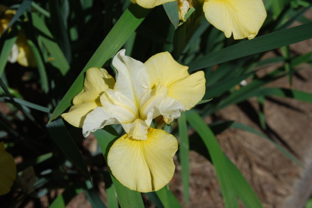 Yellow iris given to Kelley, May,2021 by Andrew.  Thanks Andrew.