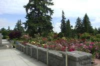 Washington Park Rose Garden, June, 2020