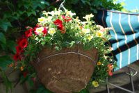 Hanging basket, May 2021.  Thanks to Bauman's farm down the Willamette Valley close to Hubbard.
