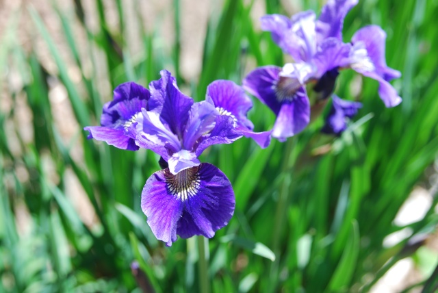 Purple iris in Kelley's garden, May, 2021.  Thanks Andrew.
